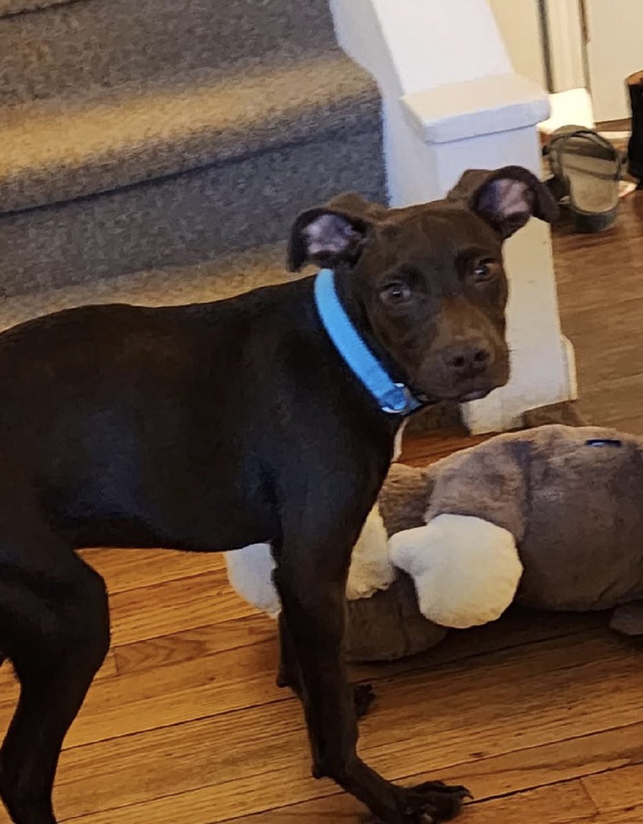 One more very special announcement…
Hugo would like ta announce he’s been ‘dopted! 🥹♥️
Everyone knows how special Hugo is to mom n she’d only let him go if she thought it was right. 
Hugo has a lovely new mom &amp; 2 fur siblings. They all sleep in the big bed, he has lots of toys