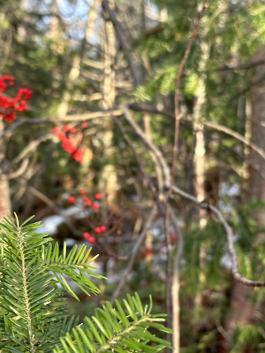 btleparadis's tweet image. Ça sent bon le Sapin 🌲🥰