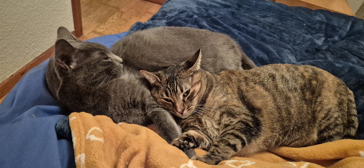 Bona nit a tothom😻😻