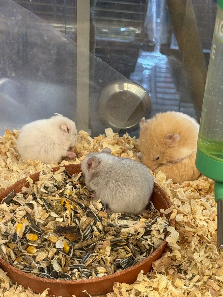 Göbeğiyle oynayan hamster favorim