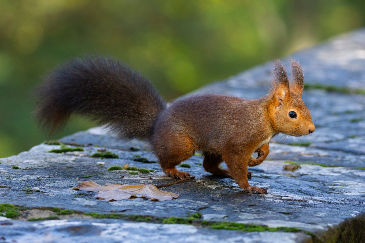 Hoy estaba más contenta nuestra ardilla favorita 😊