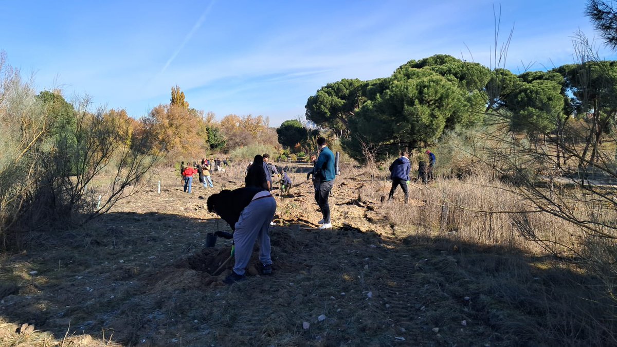 Hoy sábado hemos estado plantando con alumnos/as de Marist University en la Cañada Real de Madrid, en el Entorno Meaques Retamares. Alcornoques, pinos, quejigos y algún olmo han sido las especies plantadas, en total unos 50 plantones. Gracias a FFR Jardinería hemos dispuesto de