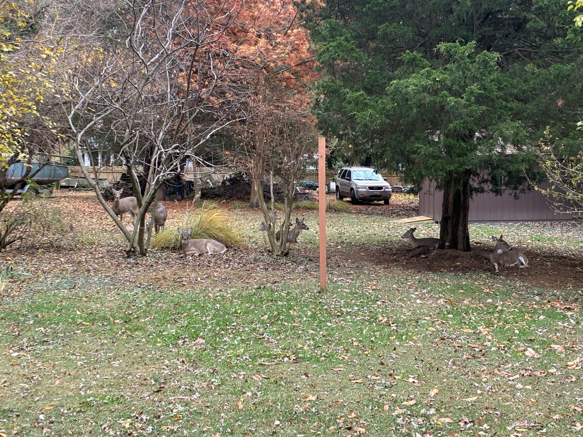 S_Mathuin's tweet image. What are we running here? A deer resort?