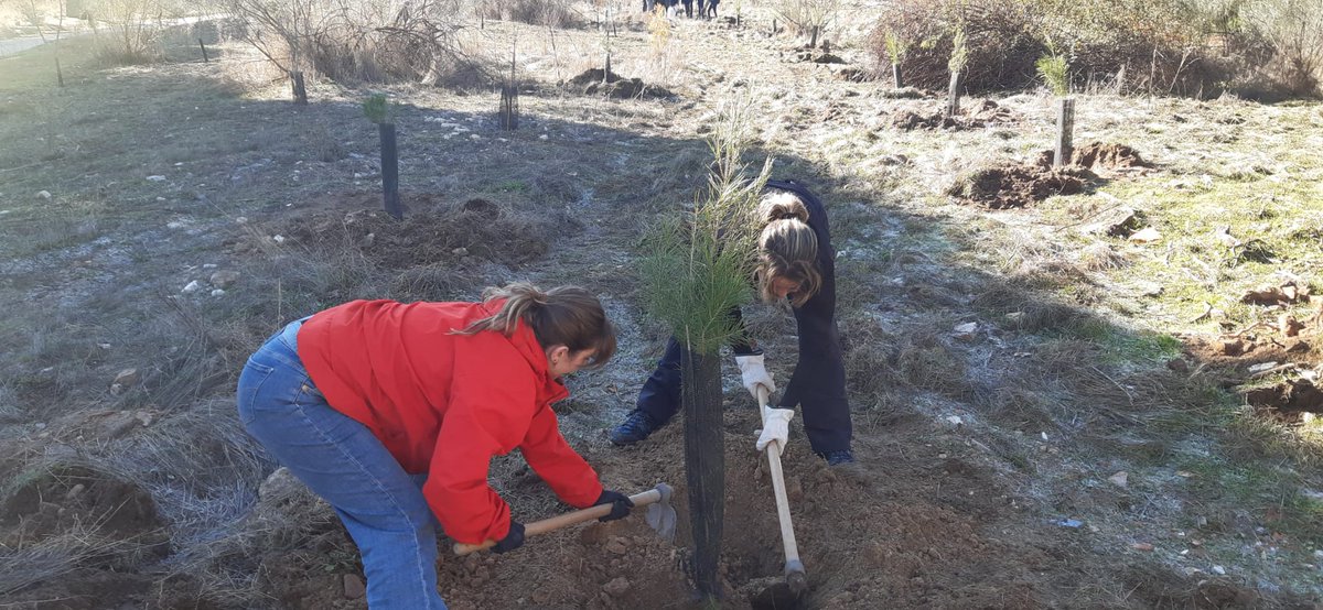 Hoy sábado hemos estado plantando con alumnos/as de Marist University en la Cañada Real de Madrid, en el Entorno Meaques Retamares. Alcornoques, pinos, quejigos y algún olmo han sido las especies plantadas, en total unos 50 plantones. Gracias a FFR Jardinería hemos dispuesto