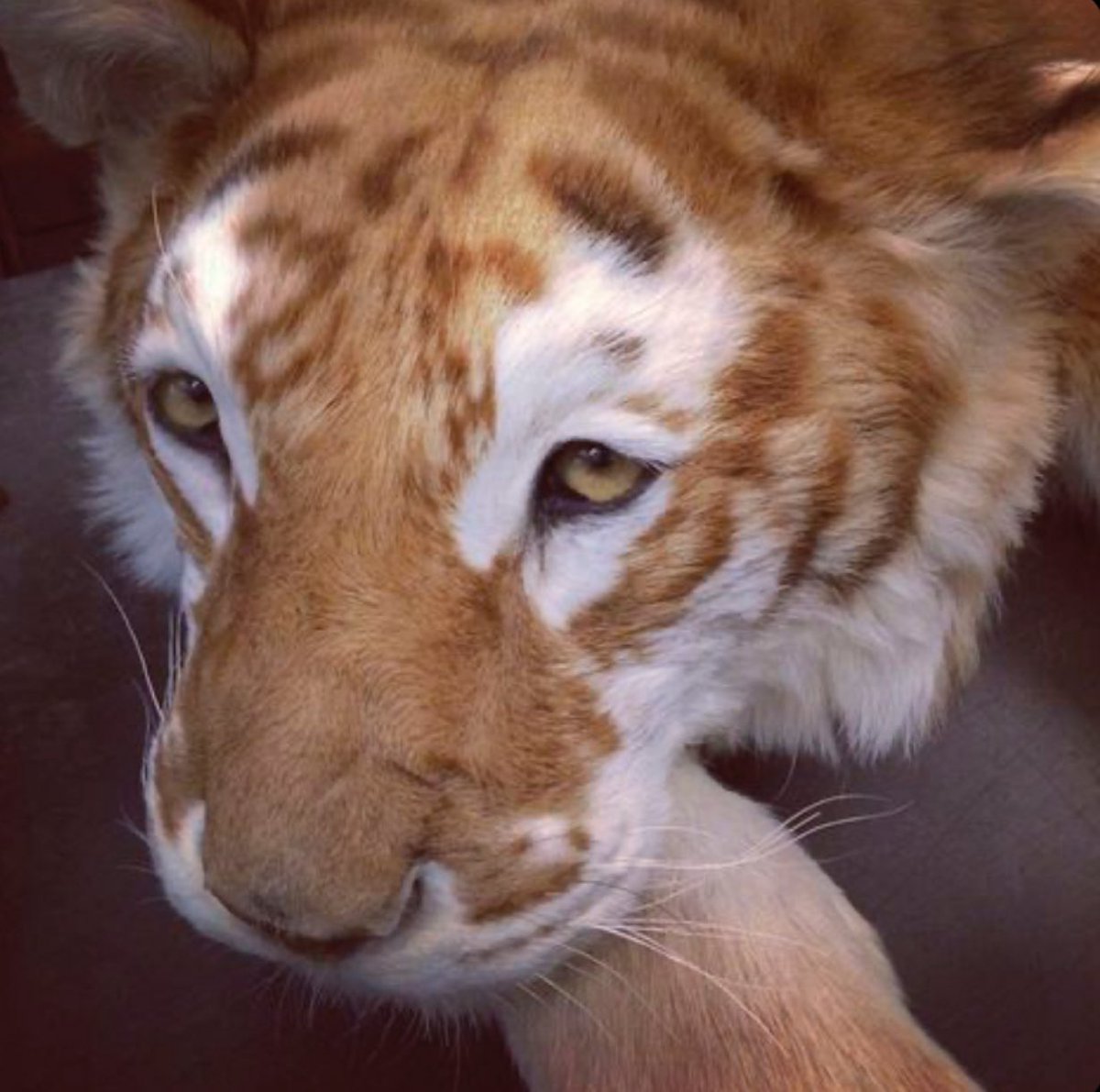 daehoist's tweet image. the ginger hair makes daesung look like the golden tabby tigers