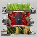 RMF tweet media