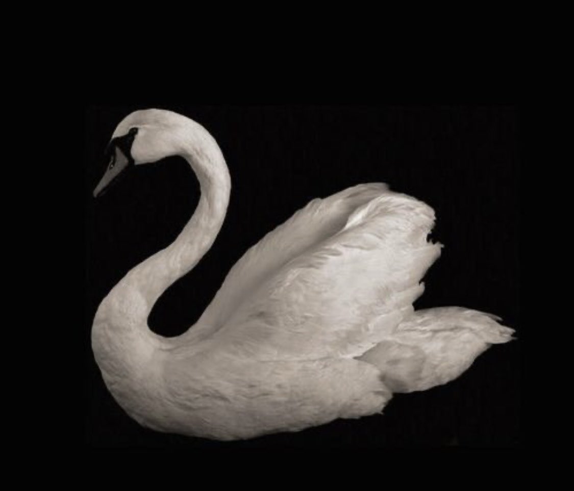 ََ (@invertedly) on Twitter photo 