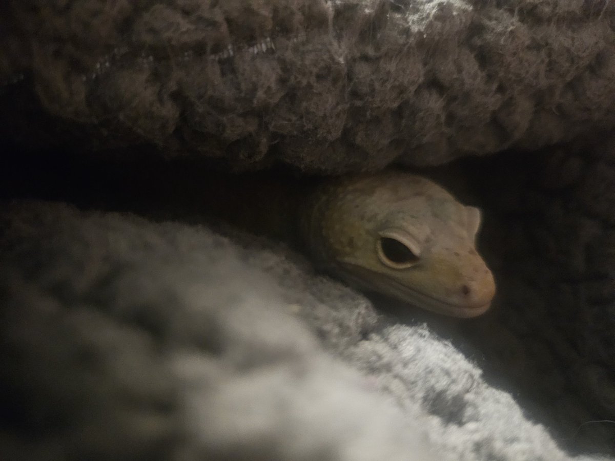 Toothless_gecko's tweet photo. movies and cuddles https://t.co/ps8c9HumyW