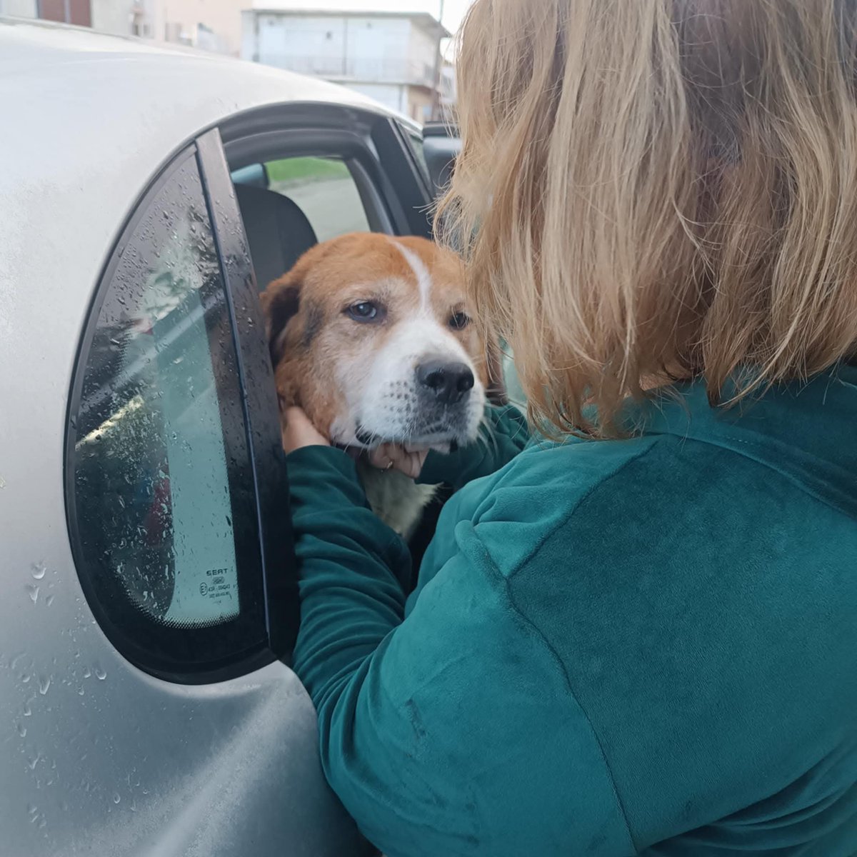 GaitanidouSevi's tweet image. Το βλέμμα του ζώου που πετάχτηκε στο δρόμο,  όταν ο άνθρωπός του μπήκε στο άσυλο. Ο Μαξ σήμερα αποχαιρέτησε την παλιά γειτονιά κι από Αμαλιάδα ήρθε Πάτρα. Έχασε πολύ βάρος 3 εβδομάδες στο δρόμο,  αλλά η θαλπωρή του σπιτιού ήδη τον ηρεμεί. 11 χρόνων,  ψάχνει σπίτι παντοτινό.