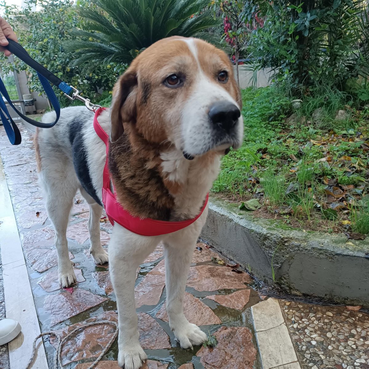 GaitanidouSevi's tweet image. Το βλέμμα του ζώου που πετάχτηκε στο δρόμο,  όταν ο άνθρωπός του μπήκε στο άσυλο. Ο Μαξ σήμερα αποχαιρέτησε την παλιά γειτονιά κι από Αμαλιάδα ήρθε Πάτρα. Έχασε πολύ βάρος 3 εβδομάδες στο δρόμο,  αλλά η θαλπωρή του σπιτιού ήδη τον ηρεμεί. 11 χρόνων,  ψάχνει σπίτι παντοτινό.