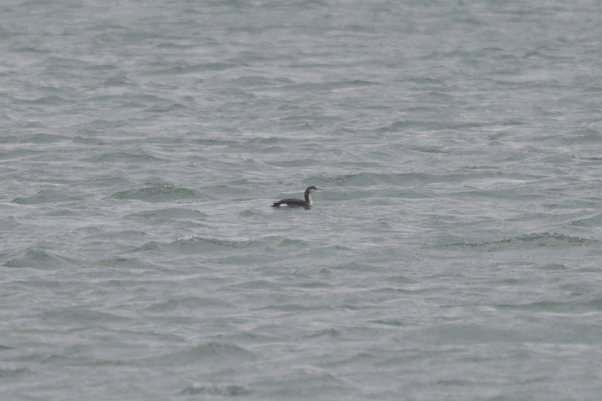 ESBR_Essex's tweet image. Excellent day co-leading @SwallowBirding Topsail Charters Thames barge trip, despite the weather! Lots of Brent Geese, Marsh Harrier, Red Kite, Knot, Dunlin, Avocets galore, Com. Ringed Plover, Goosander and 1 (possibly 2) Black-throated Divers as we turned round! @EssexBirdNews