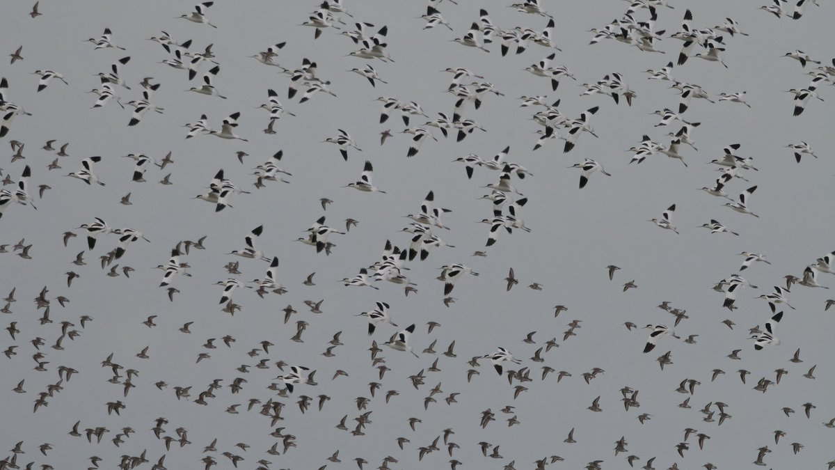 ESBR_Essex's tweet image. Excellent day co-leading @SwallowBirding Topsail Charters Thames barge trip, despite the weather! Lots of Brent Geese, Marsh Harrier, Red Kite, Knot, Dunlin, Avocets galore, Com. Ringed Plover, Goosander and 1 (possibly 2) Black-throated Divers as we turned round! @EssexBirdNews