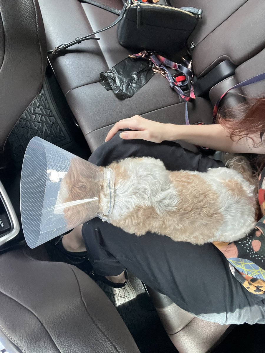 nininha com o olho machucado tem que usar o cone da vergonha pela primeira vez em 11 anos