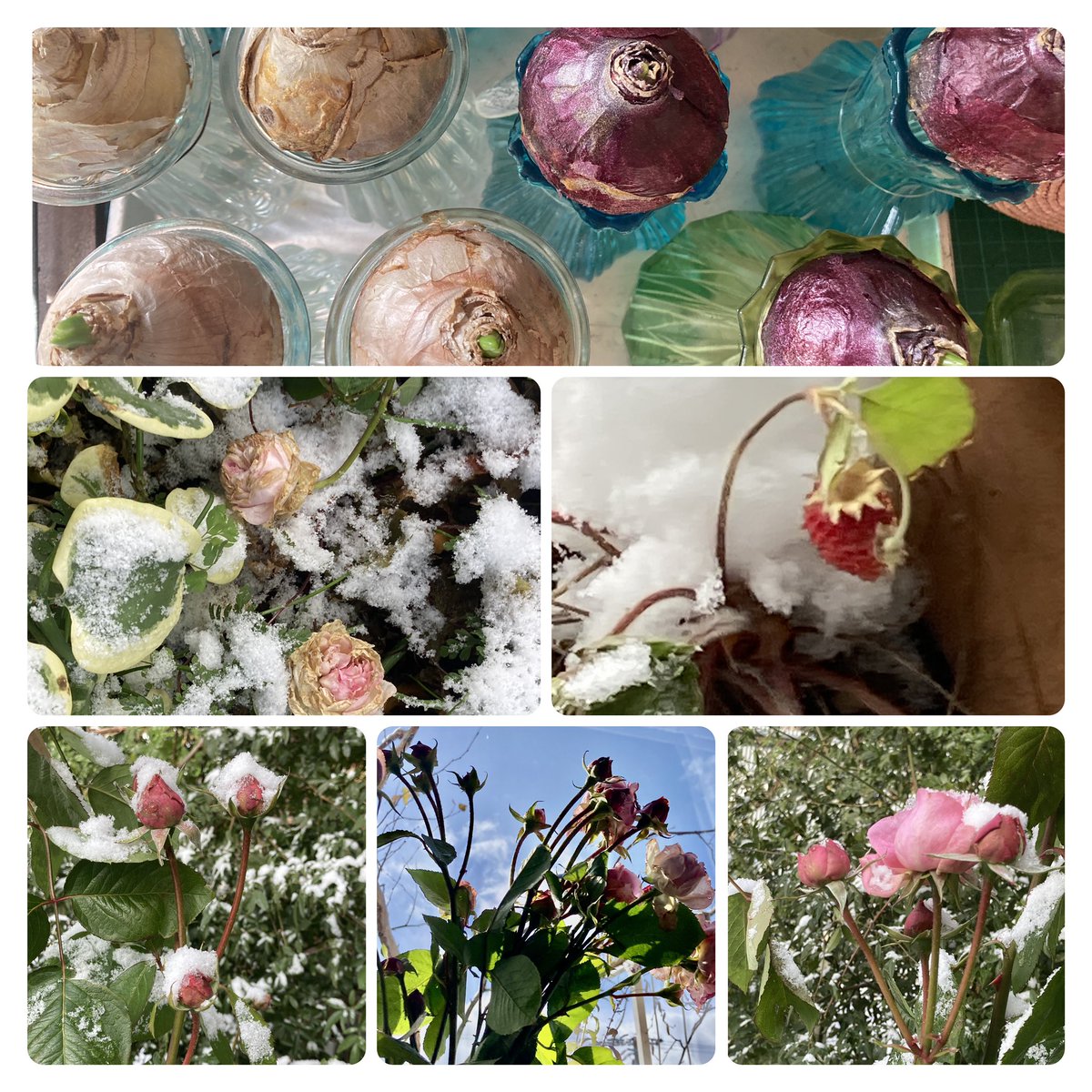 #sixonsaturday
ヒヤシンスの水栽培 根がしっかり成長中
秋薔薇がとうとう冷凍薔薇に
救出してお部屋でぬくぬくしています。氷いちごは🍓シジュウカラのご馳走に