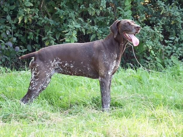 millypod1's tweet photo. 🆘22 NOV 2025 #Lost Kes #ScanMe #Tagged
ELDERLY German Shorthaired Pointer
Between Orchard Stables and The Big Shoot #A37 Cary Fitzpaine #TA11 #Somerton #Somerset
What3words: clays.tonic.latter
https://t.co/C97V1SB3X8 https://t.co/SKTpqnacnL