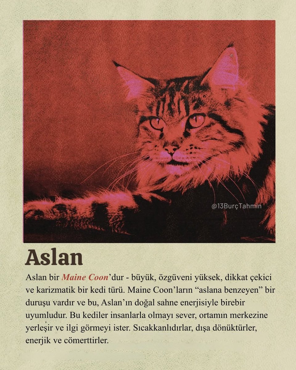 13burctahmin's tweet photo. ASLAN - Maine Coon https://t.co/y9Wzfb3ySI