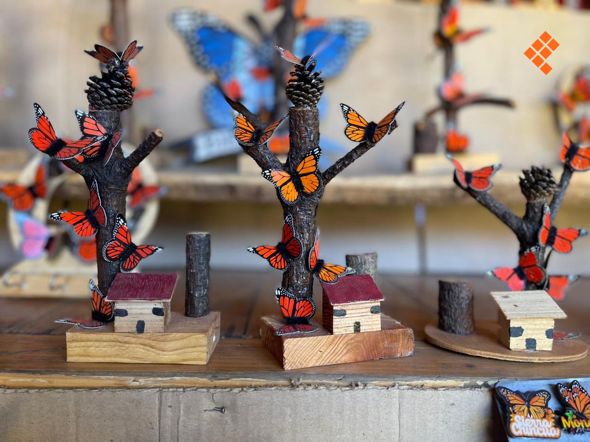 #Monarca 🧡🦋🌄 | Este sábado abrieron los Santuarios de la mariposa Monarca en la Sierra Chincua. Artesanos aprovechan la temporada para demostrar su talento con productos alusivos.

Fotos: Alejandra Macedo/Quadratín Michoacán