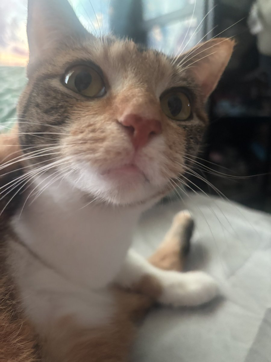 felinemechanic's tweet photo. “i asked chatgpt” “i asked grok” “i asked AI” yeah well i asked gasket and she said thlllllllllllppppthlottpthlpthlpt https://t.co/t6bwIeGAVK