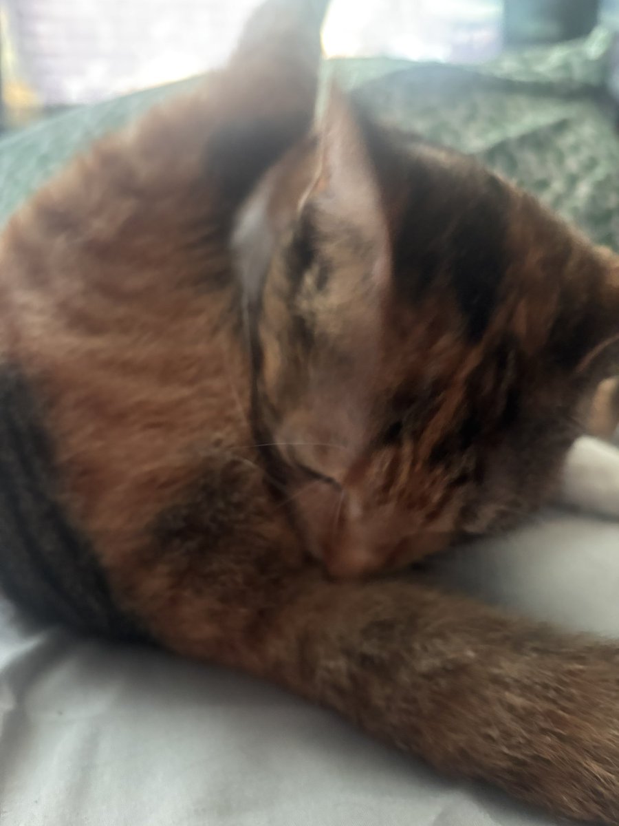 felinemechanic's tweet photo. “i asked chatgpt” “i asked grok” “i asked AI” yeah well i asked gasket and she said thlllllllllllppppthlottpthlpthlpt https://t.co/t6bwIeGAVK