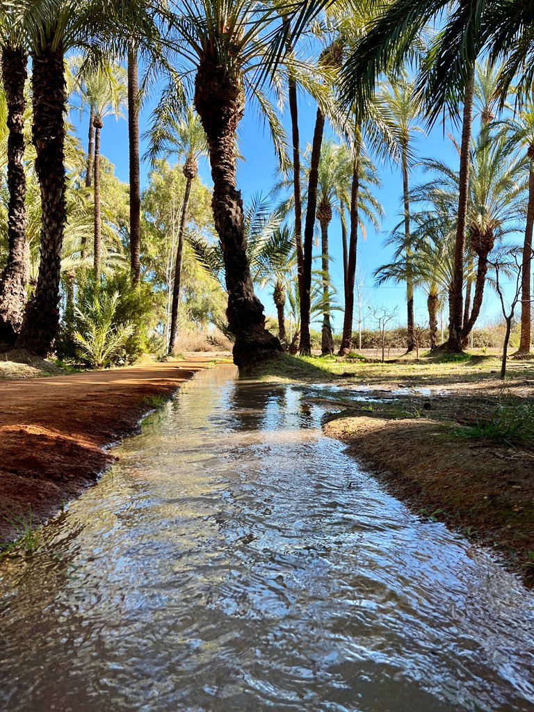 🍋 El Palmeral de Santiago y Zaraiche.

Un oasis de 9.000m2 que una vez al mes es regado a manta con agua de la acequia Zaraiche, que circula por el lado norte del Palmeral.

Si todavía no lo has visitado, tienes deberes.

        🌴     🌴     🌴     🌴     🌴     🌴
