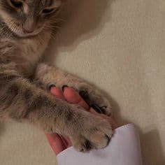 jayceee04's tweet image. All you need is a cat and a good book 📚