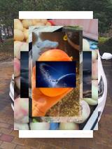 Wild pomegranates ripen in autumn 🍉, breaking open, eating red seeds🤚Sommerlimonade trinken, Kalt erfrischt Mund 🥤🎐