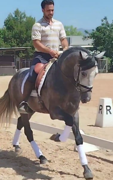 saddlebycasey's tweet photo. GRAJITO – Typvoller spanischer Herzensbrecher 🇪🇸✨
4yo PRE Stallion • 15.2hh • Grey-Dapple
Disciplines: Dressage (A/1st Level), Working Eq, Baroque, Leisure

Available for rent
DM for details.

#OHANAxBamBamTimeThai #السعوديه_العراق #WONDERING #horse #horselover https://t.co/uZ4jbI514F