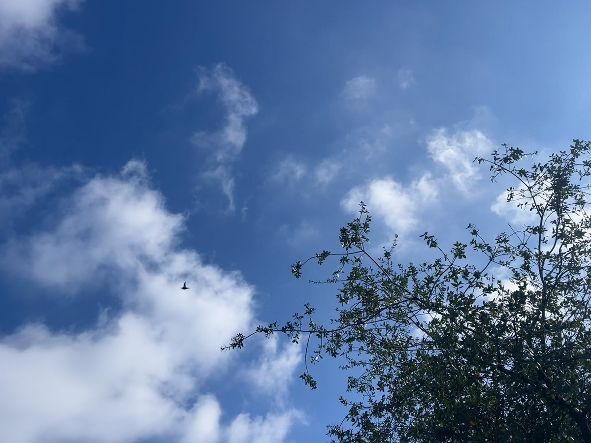 avoidkoolaid's tweet image. hummingbird