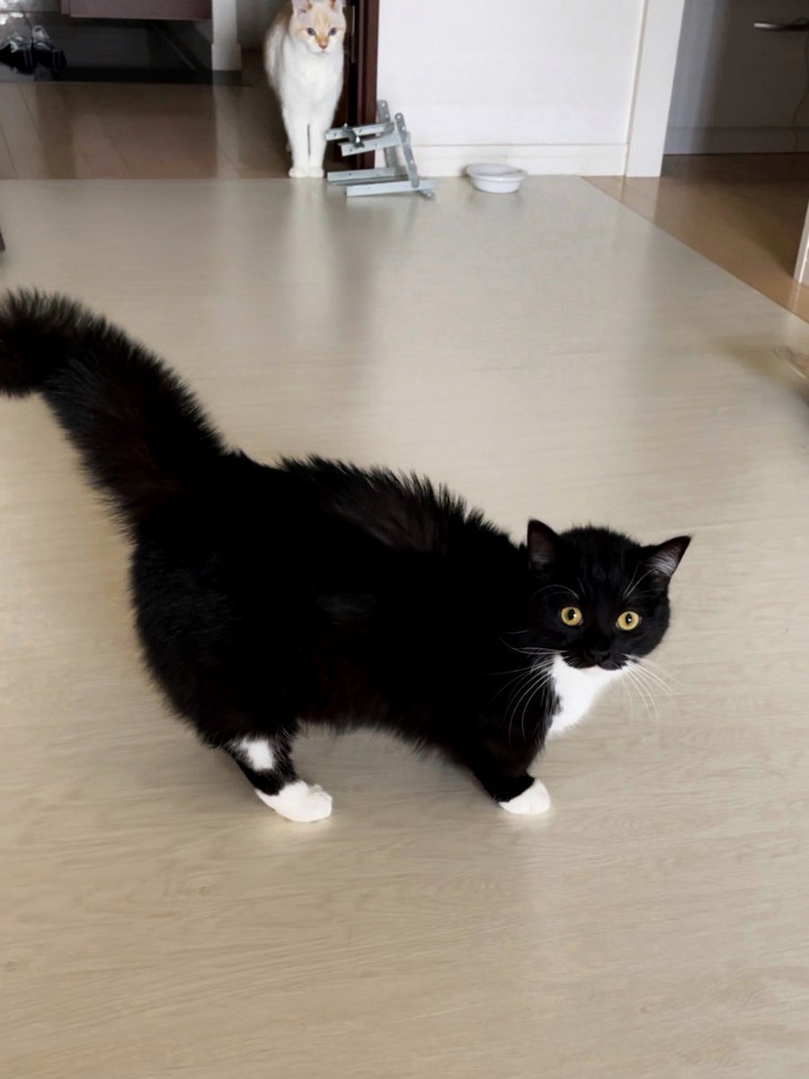 unicouniuni3's tweet image. This is Uni threatening at 1 year old. Only cute