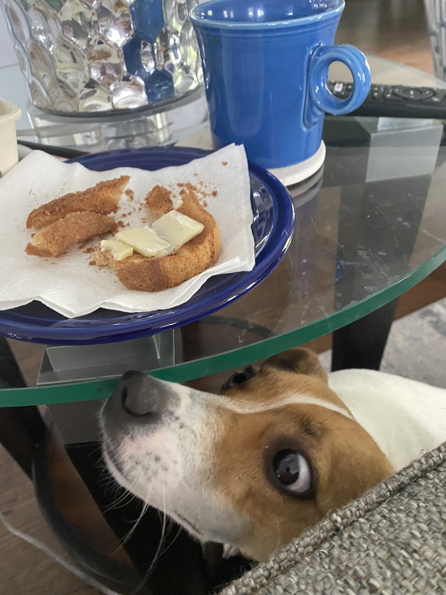 #SaturdayVibes #dogsofX #dogsoftwitter #dogs #zshq #Toast #MoochyBaby #UhOh 
Earlier this morning pals… I was THISCLOSE… 😳😲😑😣😞