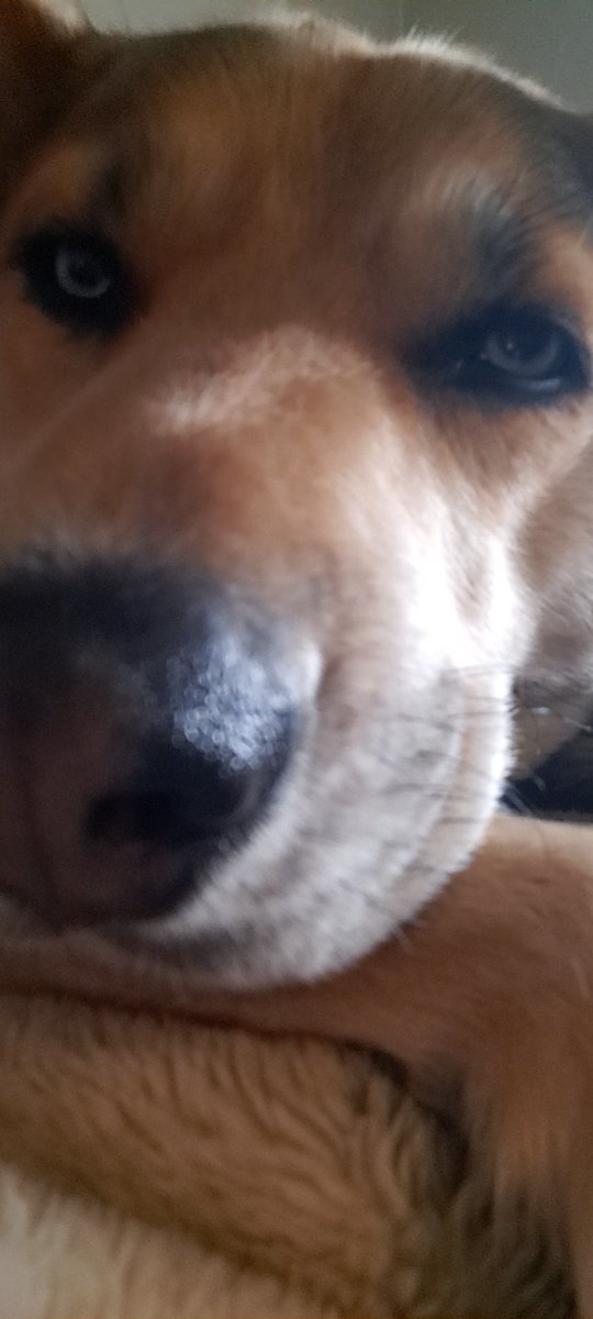 Fluttercrash's tweet image. 