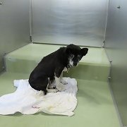 siba4884's tweet image. 🆘️保健所収容情報です｡

奈良県中和保健所に収容されているメスの雑種犬になります。
皆さまのご協力宜しくお願い致します。 
pref.nara.jp/dd.aspx?menuid…