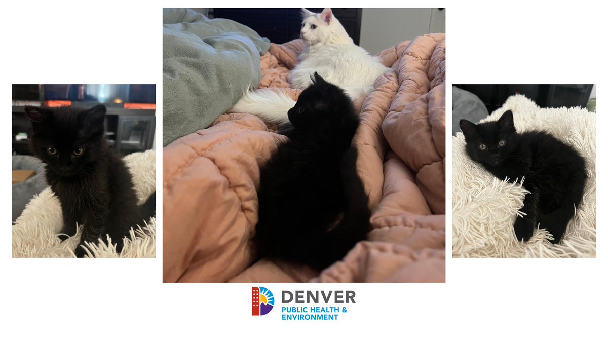 Denver Public Health & Environment tweet media