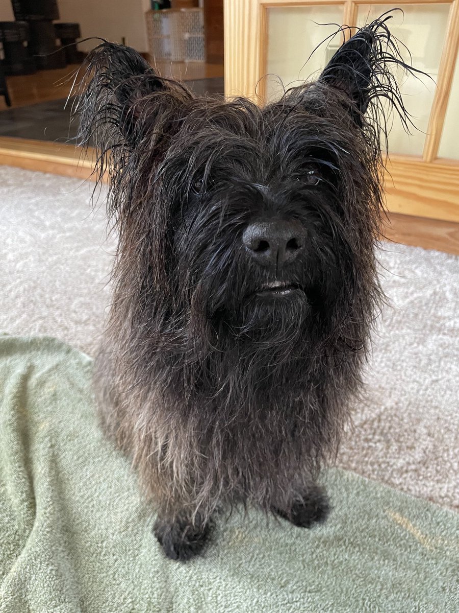Had a bath. Livid. Demanding cheese.
🛁😤🧀