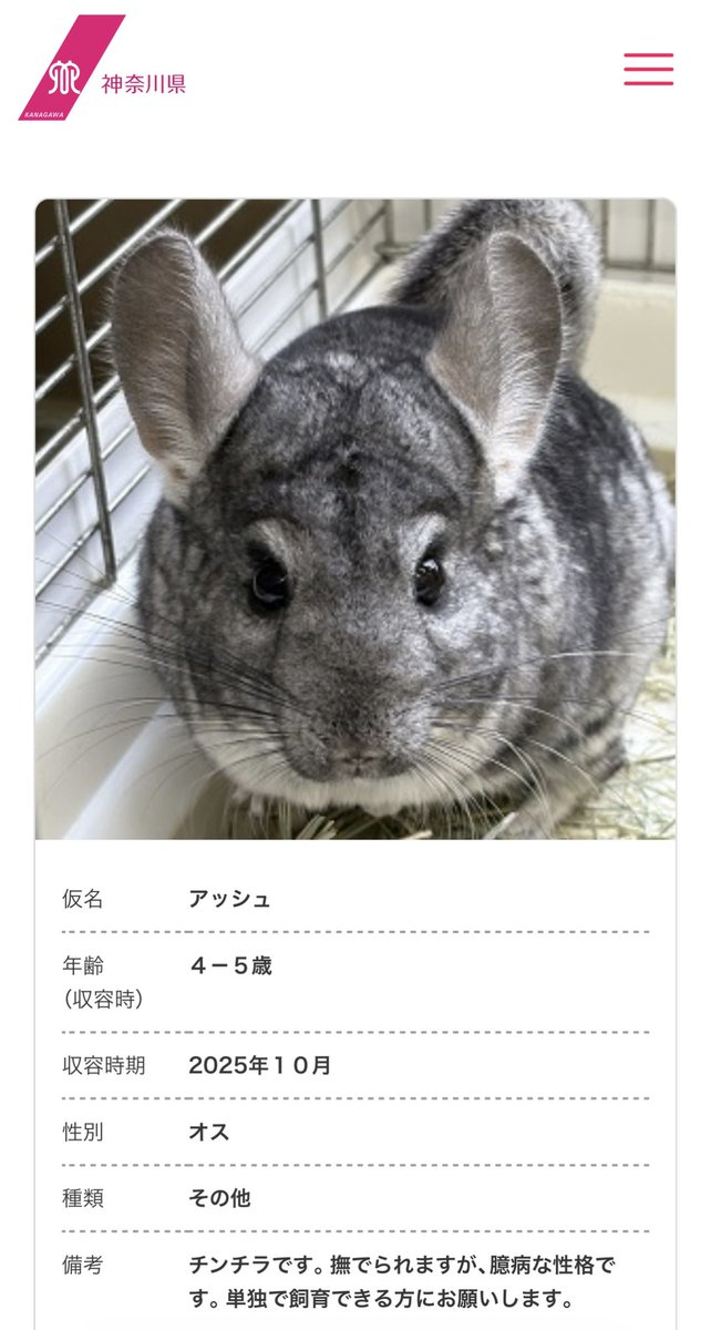 ねずみん (@nezunezunezumin) / Posts / X