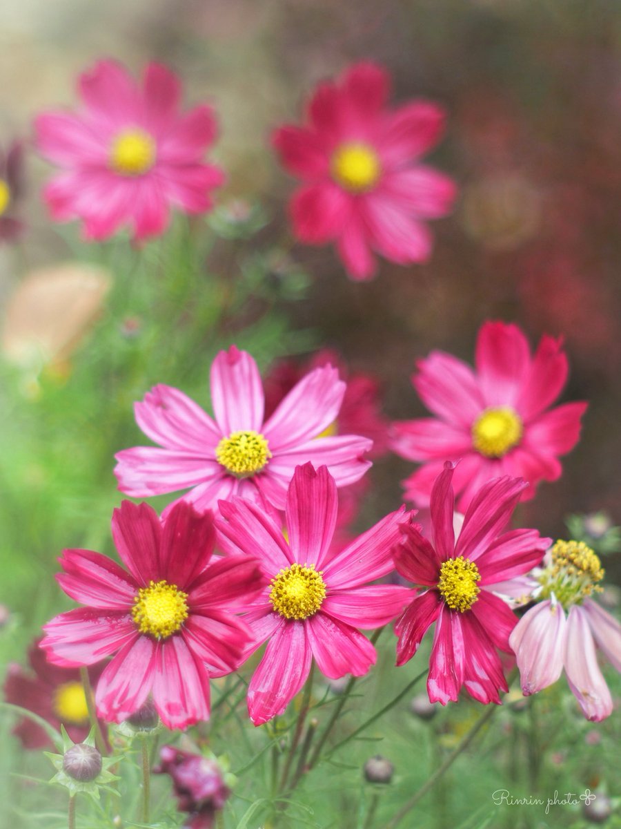 めぐページ Sd.Kfz. 251/1 Ausf. D mit 7,5 cm PaK 40 Dragon 6664