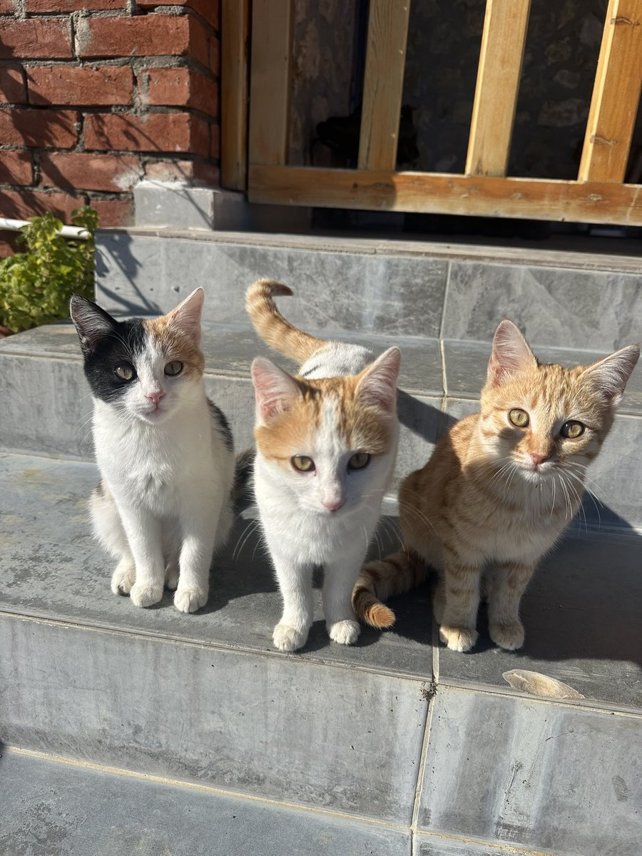 bu üç sevimli kardeşi, bırakıyorum buraya. kışa girmeden, belki sıcak bir yuva buluruz..

#SokakHayvanlarıSahipsizDeğil
