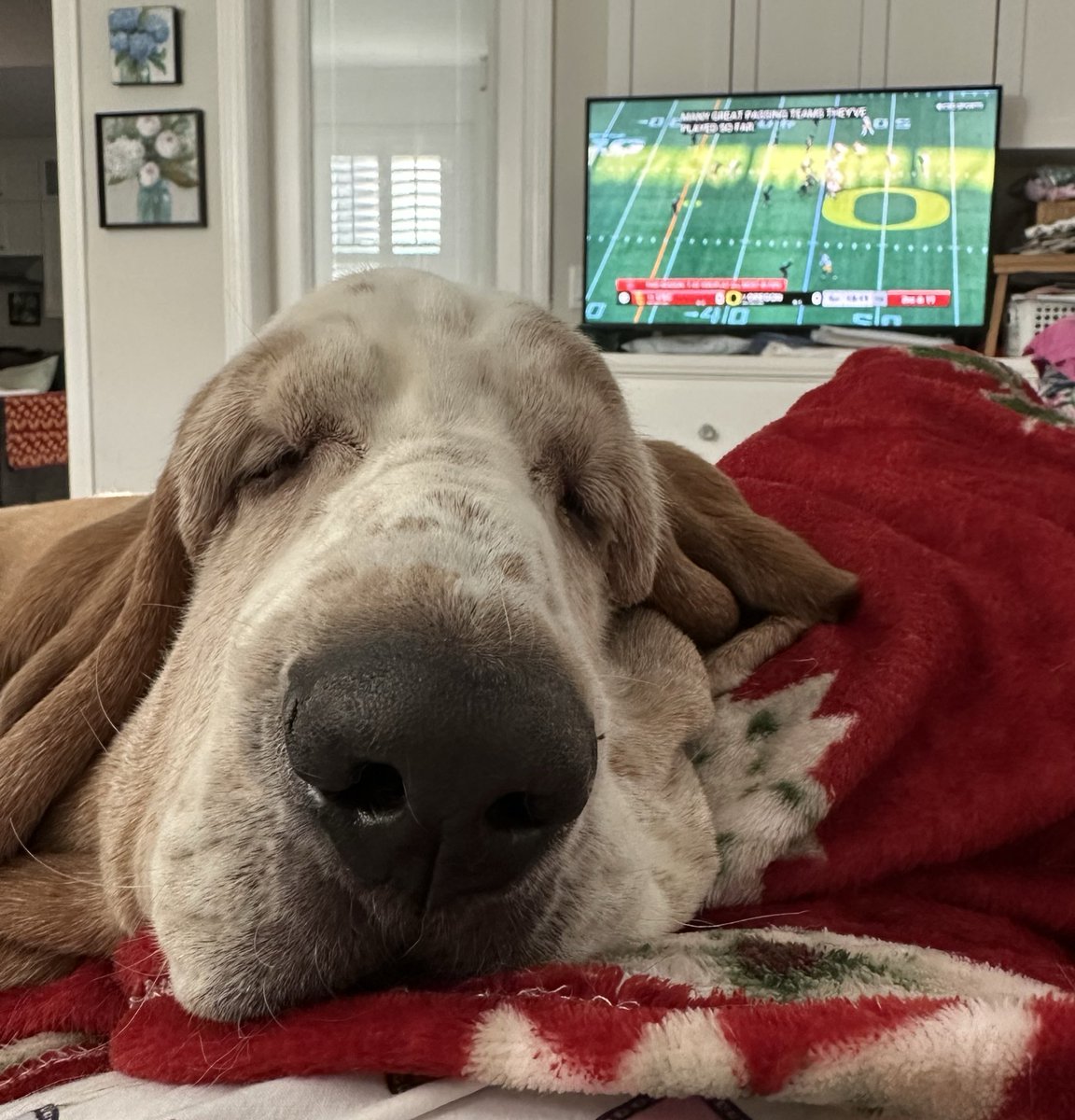 Toby is keeping me from getting too loud or rowdy during #USCvOregon. #FightOn #Beattheducks ❤️💛✌🏻🗡️🏈🔔 #TOUCHDOWN #USC