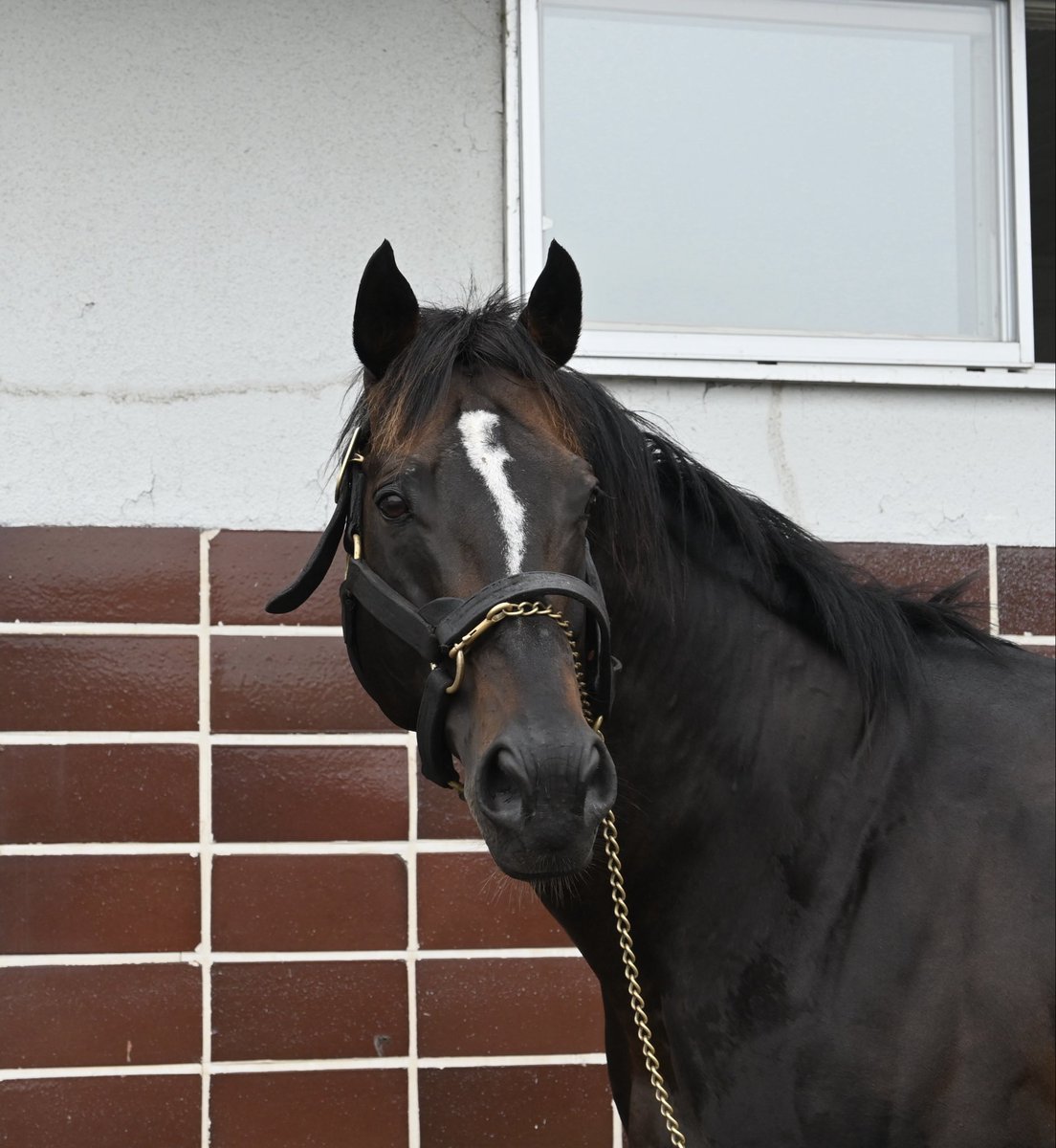 白馬牧場 (@hakubabokujou) / Posts / X