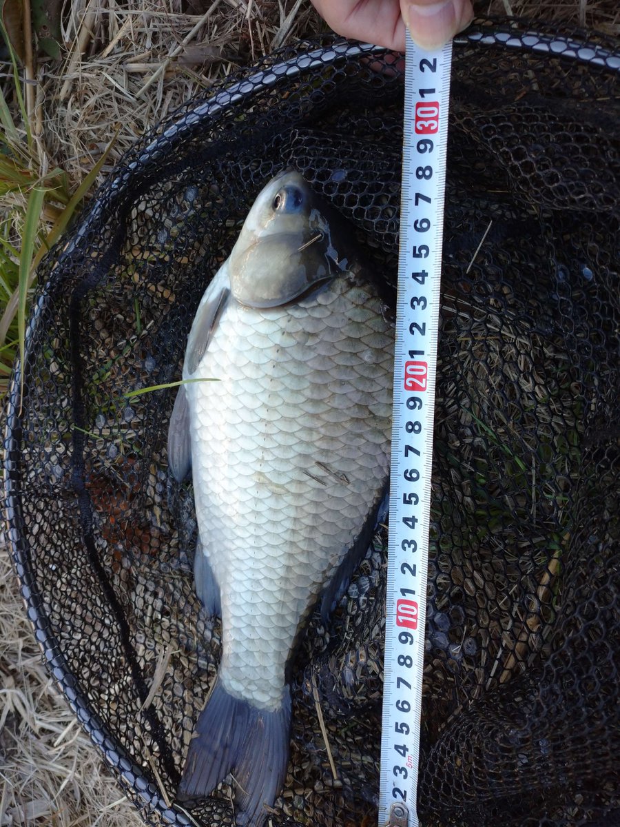 昨日の。激務で膝と腰を痛めてしまったのでラジオ体操はお休みして近場のドブ川で魚釣り。激渋の中、手を変え品を変えなんとか２枚。冬の釣りは修行であり苦行です。先週のYouTuberさんと再会したんだけど、見事本命の大物を仕留めたそうで喜んでた。動画が楽しみですなぁ🐋