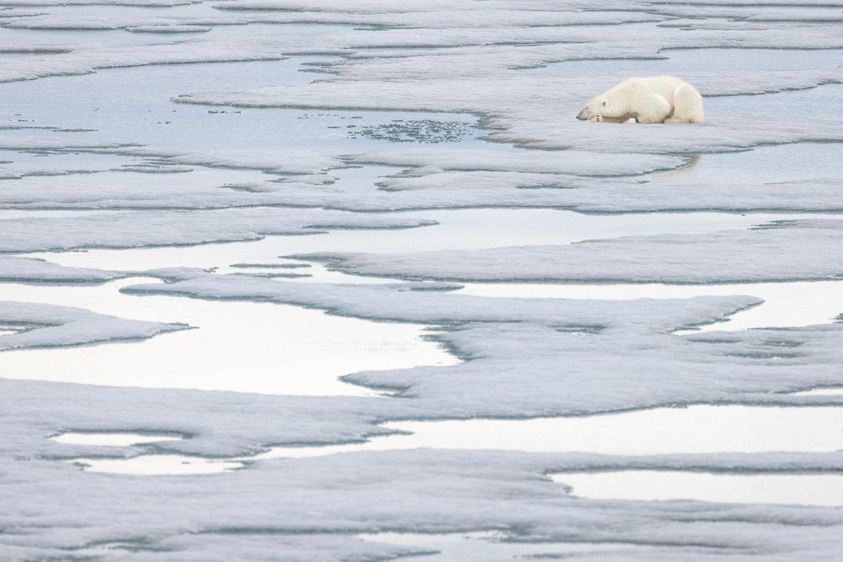 A polar bear waits patiently for a seal to emerge from the waterhole, Svalbard, Norway.