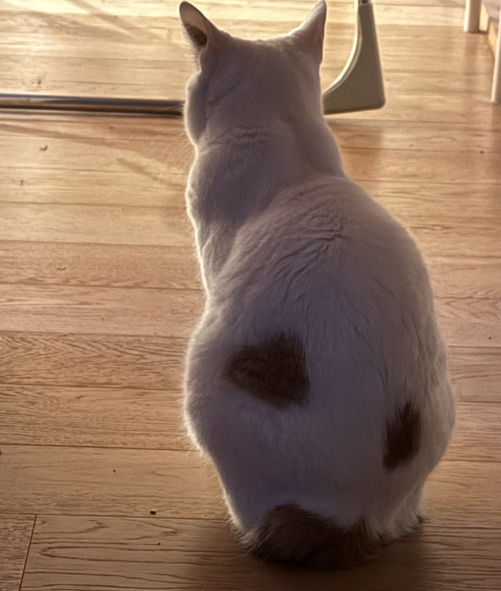 오늘 아침 흰둥이. 뒷모습이 예뻐서.