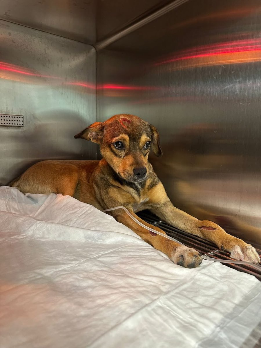 help_dogs_need's tweet photo. Lora was abandoned and hit by a car hours later. The driver didn’t stop. A volunteer saved her just in time, and she’s now fighting for her life in intensive care.
We urgently need help covering her medical costs.
Please share. 💔🙏 https://t.co/ALBzYWcDOC