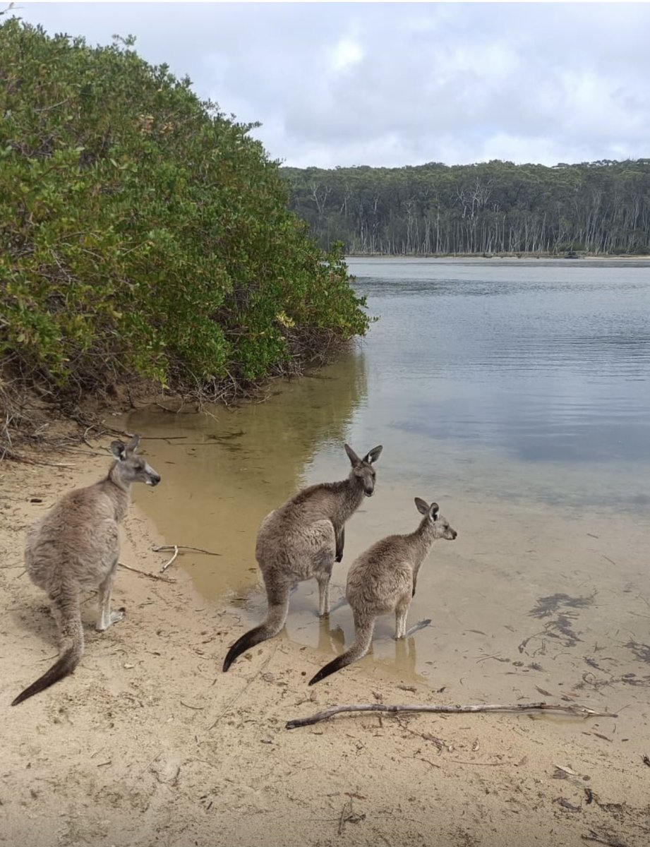 Will we or won’t we kangaroo 💦