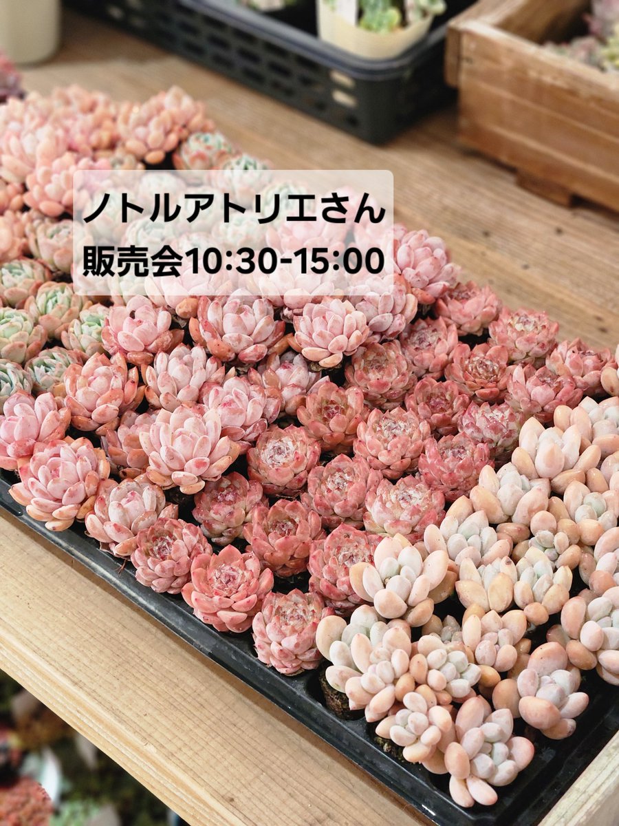 凄く種子取れます❗️実生 寄せ植え 13株 鉢のまま発送 銀冠玉 凄く