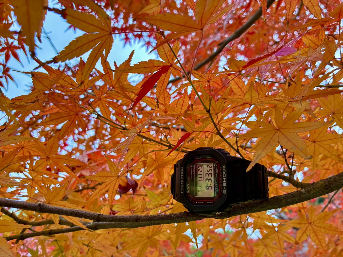 dw5000r's tweet photo. 紅葉🍁と一緒にパチリ(^_-)
#GSHOCK
#DW5000R https://t.co/Fyk2wO3Mfl