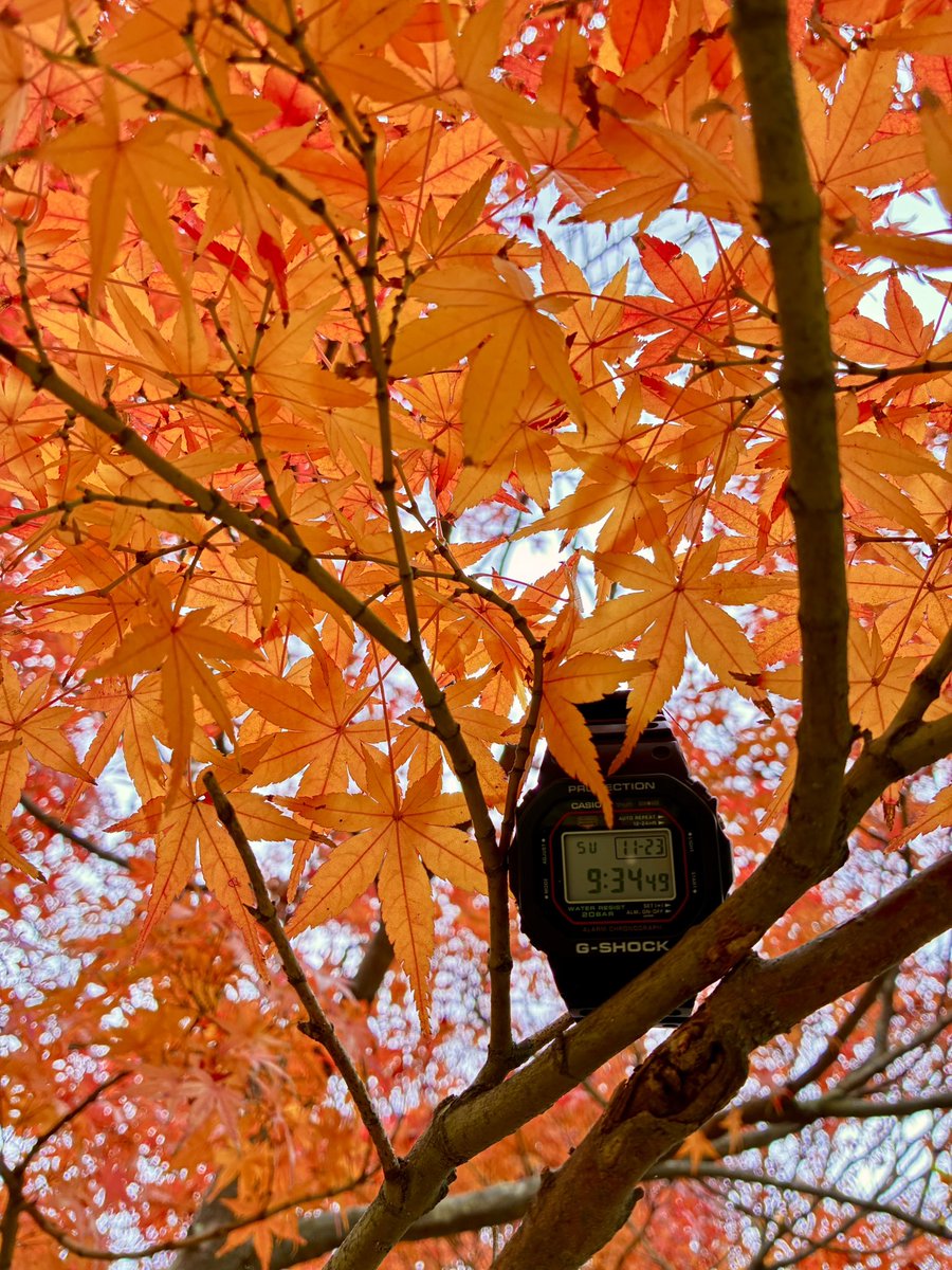 dw5000r's tweet photo. 紅葉🍁と一緒にパチリ(^_-)
#GSHOCK
#DW5000R https://t.co/Fyk2wO3Mfl