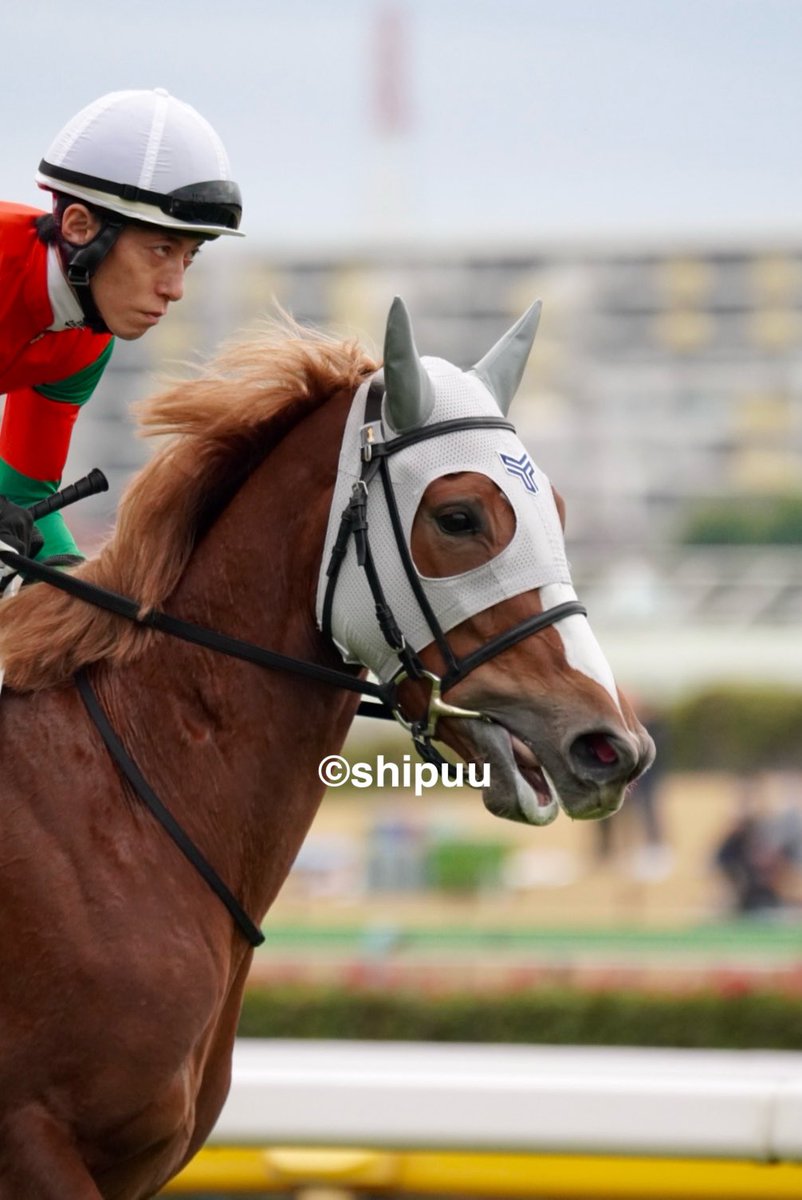 しっぷ-ˏˋ 🖤🐴 ˎˊ- (@shipuu_) / Posts / X