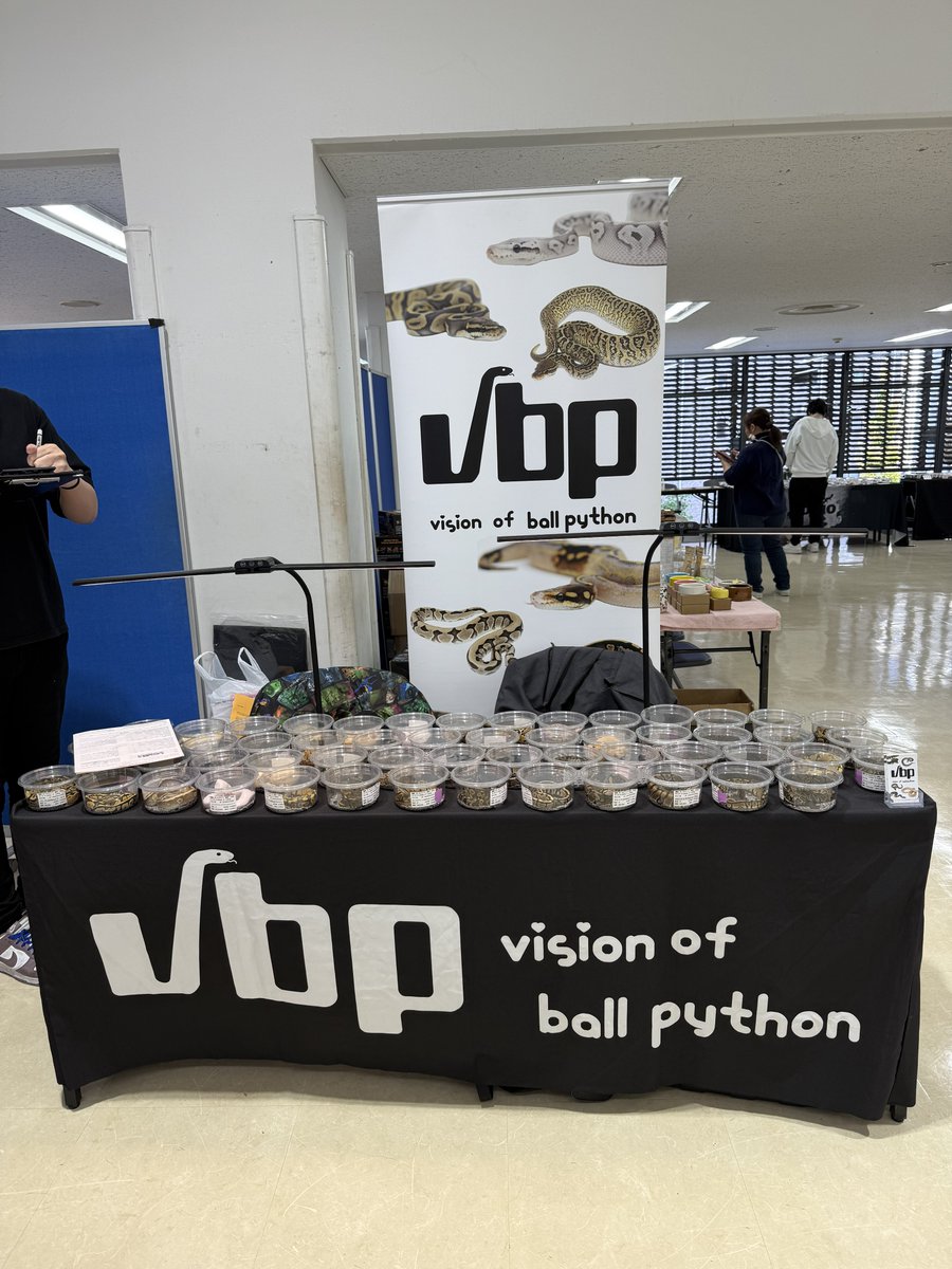 vbp_ballpython's tweet image. ぶりくら始まります🌞