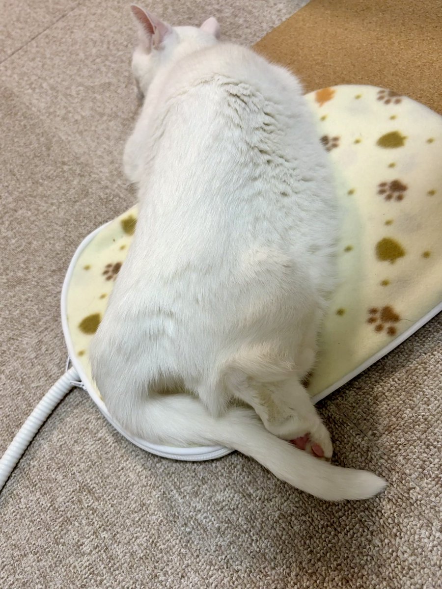 冬は溶けがち🫠